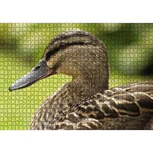 Kahverengi Ördek Yakın Plan Puzzle Yapboz Mdf Ahşap 1000 Parça