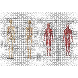 İskelet Kas Sistemi Çizimi Ve İsimlendirmesi Görseli Puzzle Yapboz Mdf Ahşap 1000 Parça