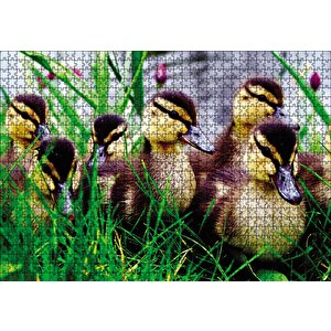 Çayırda Ördek Yavruları Puzzle Yapboz Mdf Ahşap 1000 Parça