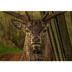 Görkemli Geyik Yakın Çekim Puzzle Yapboz Mdf Ahşap 1000 Parça