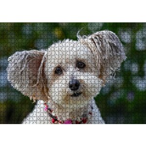 Sevimli Beyaz Terrier Puzzle Yapboz Mdf Ahşap 1000 Parça