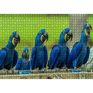 Cakapuzzle  Mavi Macaw Papağanları Puzzle Yapboz Mdf Ahşap