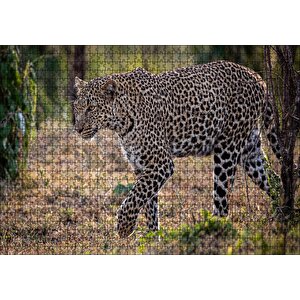 Kuru Otların Üzerinde Yürüyen Leopar Puzzle Yapboz Mdf Ahşap 1000 Parça