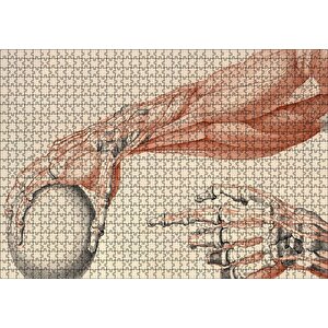 İnsan Anatomisi El Ve Kol Bilye Görseli Puzzle Yapboz Mdf Ahşap 1000 Parça
