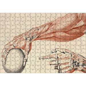 İnsan Anatomisi El Ve Kol Bilye Görseli Puzzle Yapboz Mdf Ahşap 255 Parça