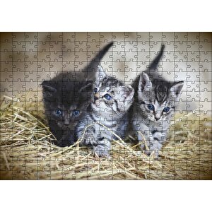 Samanlar Arasında Mavi Gözlü Üç Yavru Kedi Puzzle Yapboz Mdf Ahşap 255 Parça