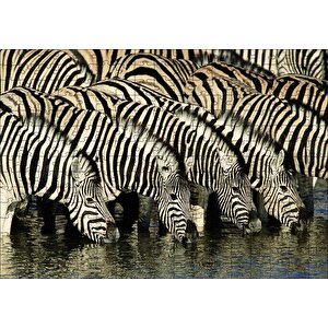 Su İçen Zebra Sürüsü Görseli Puzzle Yapboz Mdf Ahşap 255 Parça