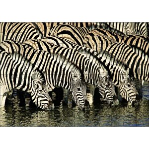 Su İçen Zebra Sürüsü Görseli Puzzle Yapboz Mdf Ahşap 120 Parça
