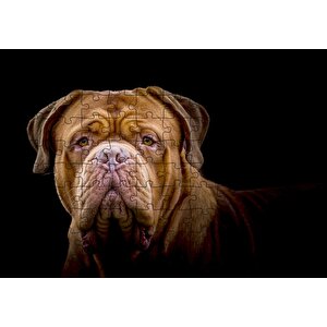 Bulldog Yakın Çekim Karanlık Arka Plan Puzzle Yapboz Mdf Ahşap 120 Parça