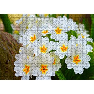 Bayaz Çuha Çiçeği Görseli Puzzle Yapboz Mdf Ahşap 500 Parça