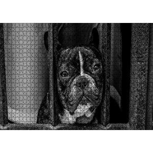 Buldog Köpek Irkı Parmaklıklar Ardında Görseli Puzzle Yapboz Mdf Ahşap 1000 Parça