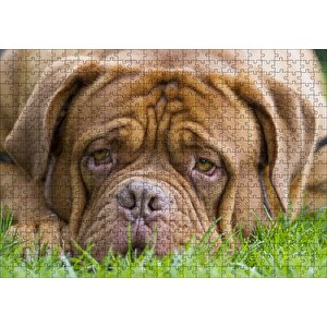 Kahverengi Boxer Çimlerde Uzanıyor Yakın Çekim Puzzle Yapboz Mdf Ahşap 500 Parça