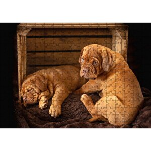 Kasadaki Kahverengi Boxer Yavruları Puzzle Yapboz Mdf Ahşap 255 Parça