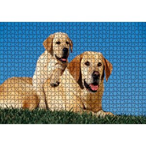 Çayırda Anne Labrador Ve Yavrusu Puzzle Yapboz Mdf Ahşap 1000 Parça