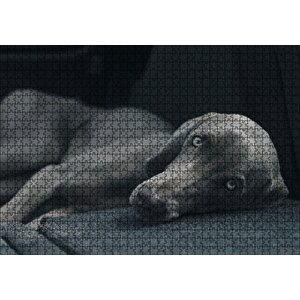Siyah Doghound Siyah Zemin Karanlık Arka Plan Puzzle Yapboz Mdf Ahşap 1000 Parça