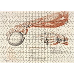 İnsan Anatomisi El Kol Görseli Puzzle Yapboz Mdf Ahşap 500 Parça