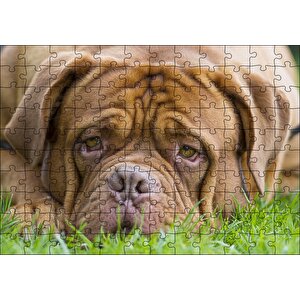 Kahverengi Boxer Çimlerde Uzanıyor Yakın Çekim Puzzle Yapboz Mdf Ahşap 120 Parça