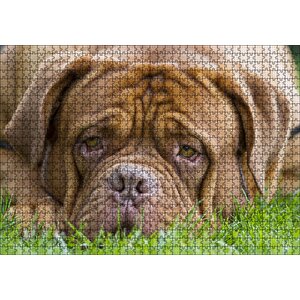 Kahverengi Boxer Çimlerde Uzanıyor Yakın Çekim Puzzle Yapboz Mdf Ahşap 1000 Parça