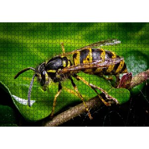 Cakapuzzle Yapraktan Su İçen Eşek Arısı Makro Çekim Puzzle Yapboz Mdf Ahşap