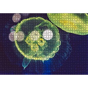 Muhteşem Güzellikte Mavi Yeşil Denizanası Puzzle Yapboz Mdf Ahşap 1000 Parça