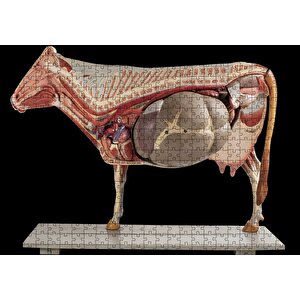 İneğin İç Organlarının Görseli Puzzle Yapboz Mdf Ahşap 500 Parça