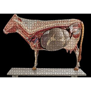 İneğin İç Organlarının Görseli Puzzle Yapboz Mdf Ahşap 1000 Parça