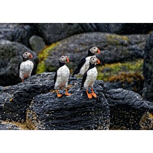 Puffin Bird Beak Rock Puzzle Yapboz Mdf Ahşap 500 Parça