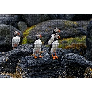 Puffin Bird Beak Rock Puzzle Yapboz Mdf Ahşap 1000 Parça