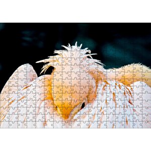 Kanatları Arasına Gömülmüş Pelikan Yakın Çekim Puzzle Yapboz Mdf Ahşap 255 Parça