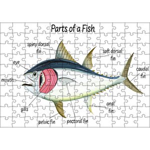 Orkinos Balığının Fiziki Şeması Görseli Puzzle Yapboz Mdf Ahşap 120 Parça