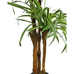 Yapay Ağaç Islak Dracaena Ağacı 3gövdeli 150*60cm Premium Kalite