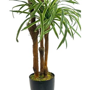 Yapay Ağaç Islak Dracaena Ağacı 3gövdeli 150*60cm Premium Kalite