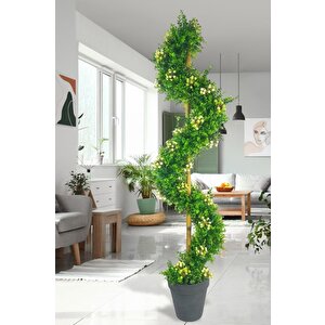Yapay Ağaç Spiral Beyaz Kokina Şimşir Ağacı 160cm Bambu Saplı Salon Bitkisi