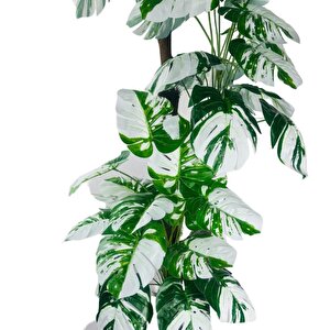 Yapay Çiçek Monstera Yeşil Beyaz Deve Tabanı 3katlı 180cm 54yaprak Gümüş Kemerli Beyaz Metal Saksı