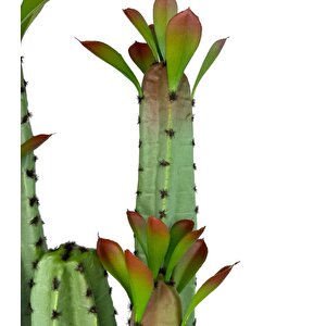 Yapay Çiçek Kaktüs Ağacı 4kollu Kızıl Yapraklısiyah Saksıda 70*22cm 4027