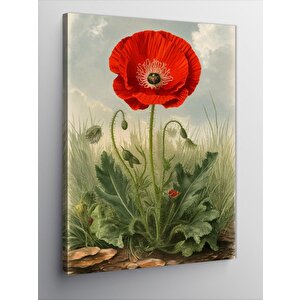 Kanvas Tablo Narin Gelincik Çiçeği 70x100 cm