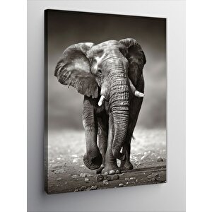 Kanvas Tablo Yürüyen Fil 50x70 cm