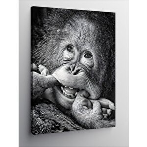 Kanvas Tablo Gülümseyen Orangutan