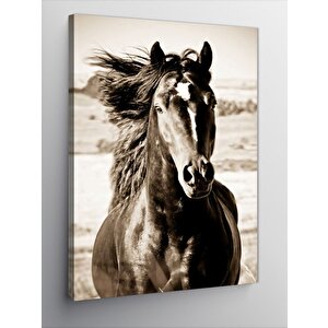 Kanvas Tablo Asil At 70x100 cm