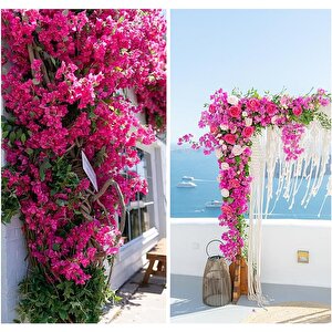 Yapay Çiçek 6dal Mix Begonvil Çiçeği Fuşya Beyaz 80cm Tek Dal Bodrum Çiçeği Sarkan Çiçek