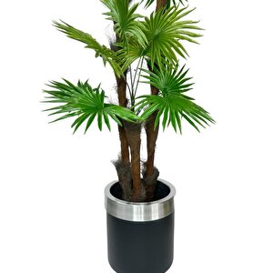 Yapay Ağaç Palmiye Fanpalm 3katlı 24yaprak Gümüş Kemerli Siyah Saksıda 165*65cm