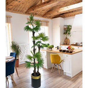 Yapay Ağaç Palmiye Fanpalm 3katlı 24yaprak Gold Kemerli Siyah Saksıda 165*65cm