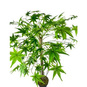 Yapay Ağaç Yeşil Japon Akçaağacı 100x70cm Siyah Plastik Saksılı
