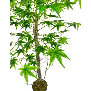 Yapay Ağaç Yeşil Japon Akçaağacı 100x70cm Siyah Plastik Saksılı