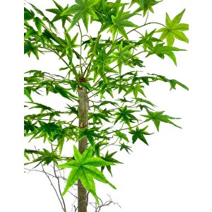 Yapay Ağaç Yeşil Japon Akçaağacı 100x70cm Siyah Plastik Saksılı