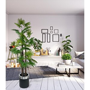 Yapay Ağaç Yelpaze Palmiye 4katlı Fanpalm 32 Yaprak Gümüş Kemerli Siyah Saksıda 170*65cm