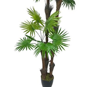 Yapay Ağaç Palmiye Fanpalm 3katlı 24yaprak Siyah Plastik Saksıda 165*65cm