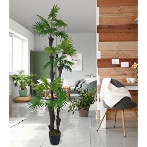 Yapay Ağaç Palmiye Fanpalm 3katlı 24yaprak Siyah Plastik Saksıda 165*65cm