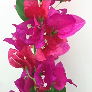Yapay Çiçek Begonvil Çiçeği Fuşya 80cm Tek Dal Bodrum Çiçeği  Sarkan Çiçek