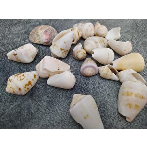 Hdmarketim Dekoratif Doğal Deniz Kabuğu 500 Gr